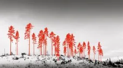 Kehrer Verlag 100 Hectares Of Understanding 10 Kehrer Verlag 100 Hectares Of Understanding -Kinfill Verkäufe 08 kahilaniemi rgb