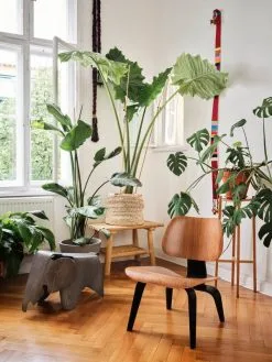 Vitra Eames Elephant, Sperrholz, Grau 13 Vitra Eames Elephant, Sperrholz, Grau -Kinfill Verkäufe 3981136 Plywood Group LCW Eames Elephant Plywood grey master