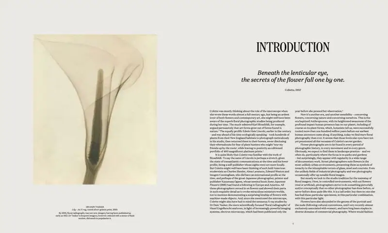 Thames & Hudson Flora Photographica: The Flower In Contemporary Photography 6 Thames & Hudson Flora Photographica: The Flower In Contemporary Photography – Bild 4