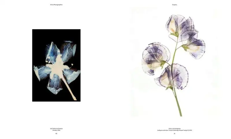 Thames & Hudson Flora Photographica: The Flower In Contemporary Photography 7 Thames & Hudson Flora Photographica: The Flower In Contemporary Photography – Bild 5