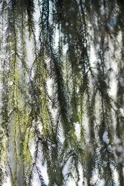 Kehrer Verlag Just Small Hiccups -Kinfill Verkäufe Anni Hann Castle