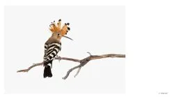 Hatje Cantz Sanna Kannisto: Observing Eye -Kinfill Verkäufe HC9783775747912 Sanna Kannisto Observing Eye Hatje Cantz 3 ee