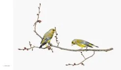 Hatje Cantz Sanna Kannisto: Observing Eye -Kinfill Verkäufe HC9783775747912 Sanna Kannisto Observing Eye Hatje Cantz 5 ee